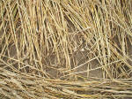 Beckhampton, Wiltshire crop circle, aerial photo 26