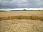 Beckhampton, Wiltshire crop circle, aerial photo 13