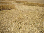 Beckhampton, Wiltshire crop circle, aerial photo 17