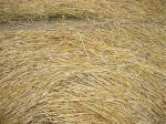 Beckhampton, Wiltshire crop circle, aerial photo 27