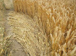Beckhampton, Wiltshire crop circle, aerial photo 21