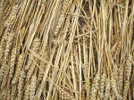 Beckhampton, Wiltshire crop circle, aerial photo 25