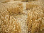 Beckhampton, Wiltshire crop circle, aerial photo 22