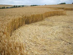 Beckhampton, Wiltshire crop circle, aerial photo 16
