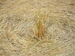 Beckhampton, Wiltshire crop circle, aerial photo 24