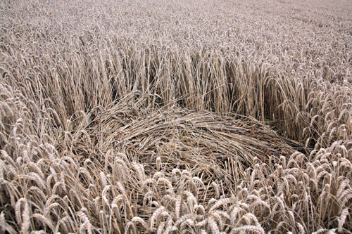 Cheesefoot Head, Hampshire crop circle, aerial photo 10