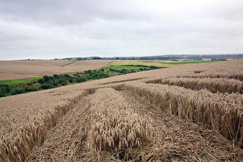 Cheesefoot Head, Hampshire crop circle, aerial photo 8