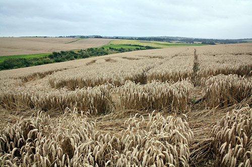 Cheesefoot Head, Hampshire crop circle, aerial photo 7