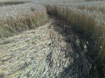 Cherhill, Wiltshire crop circle, aerial photo 42
