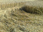 Cherhill, Wiltshire crop circle, aerial photo 40