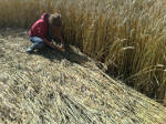 Cherhill, Wiltshire crop circle, aerial photo 45
