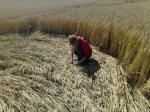 Cherhill, Wiltshire crop circle, aerial photo 43