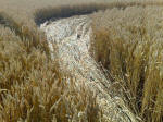 Cherhill, Wiltshire crop circle, aerial photo 48