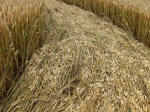 Cherhill, Wiltshire crop circle, aerial photo 36