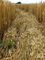 Cherhill, Wiltshire crop circle, aerial photo 23