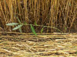 Cherhill, Wiltshire crop circle, aerial photo 33