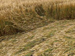 Cherhill, Wiltshire crop circle, aerial photo 28