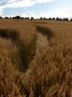 Cherhill, Wiltshire crop circle, aerial photo 32