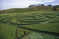 Cherhill, Wiltshire crop circle, aerial photo 14