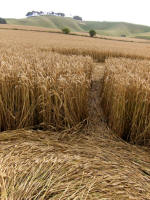 Cherhill (2), Wiltshire crop circle, aerial photo 6