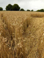 Cherhill, Wiltshire crop circle, aerial photo 58