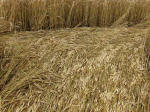 Cherhill, Wiltshire crop circle, aerial photo 59