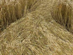 Cherhill, Wiltshire crop circle, aerial photo 60