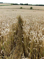 Cherhill, Wiltshire crop circle, aerial photo 56