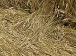 Cherhill, Wiltshire crop circle, aerial photo 61
