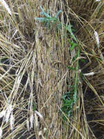 Cherhill, Wiltshire crop circle, aerial photo 65