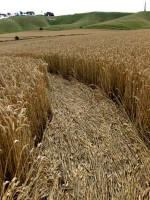 Cherhill, Wiltshire crop circle, aerial photo 66