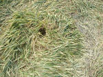 East Field, Wiltshire crop circle, aerial photo 40