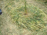 East Field, Wiltshire crop circle, aerial photo 39