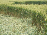 East Field, Wiltshire crop circle, aerial photo 41