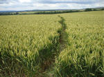 East Field, Wiltshire crop circle, aerial photo 43