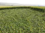 East Field, Wiltshire crop circle, aerial photo 13