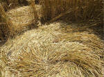East Field (2), Wiltshire crop circle, aerial photo 25