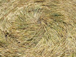 East Field (2), Wiltshire crop circle, aerial photo 36