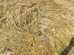 East Field (2), Wiltshire crop circle, aerial photo 40