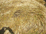 East Field (2), Wiltshire crop circle, aerial photo 38