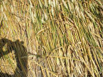 East Field (2), Wiltshire crop circle, aerial photo 43