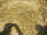 East Field (2), Wiltshire crop circle, aerial photo 42