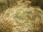 East Field (2), Wiltshire crop circle, aerial photo 39