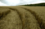 Eastfield (3), Wiltshire crop circle, aerial photo 10