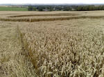 Eastfield (4), Wiltshire crop circle, aerial photo 44