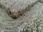 Eastfield (4), Wiltshire crop circle, aerial photo 36