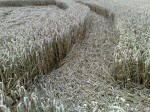 Eastfield (4), Wiltshire crop circle, aerial photo 34