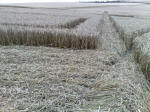 Eastfield (4), Wiltshire crop circle, aerial photo 31