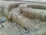 Eastfield (4), Wiltshire crop circle, aerial photo 27