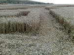 Eastfield (4), Wiltshire crop circle, aerial photo 35